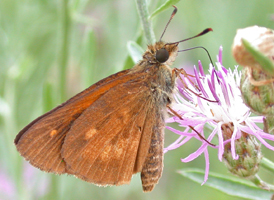 Broad-winged Skipper
